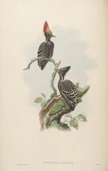 Hemicircus concretus